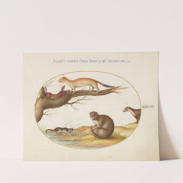 Weasels, a Ferret, and a ‘Nut Mouse’ (1575-1590) by Joris Hoefnagel