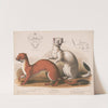 Weasels. Mustela longicauda (1872) by Louis Prang & Co.