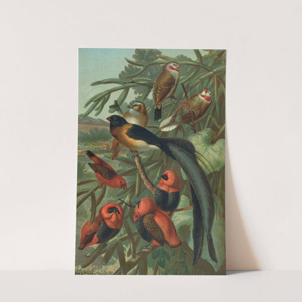 Weaver Birds. by John George Wood