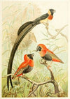 Weaver Birds (1893-1896)