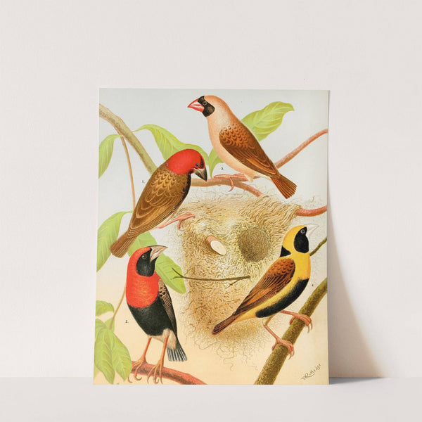 Weaver Birds by W. A . Blakston