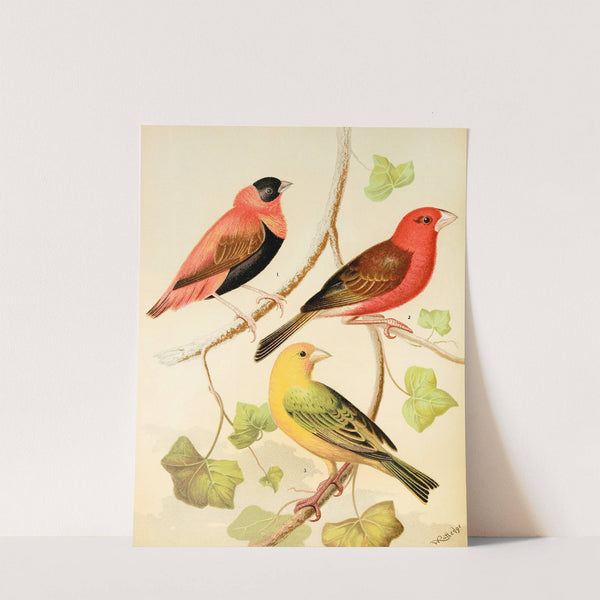 Weavers-Orange Bishop And Madagascar, Saffron Flnch by W. A . Blakston