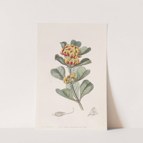 Wedge-leaved Oxylobium by Sydenham Edwards