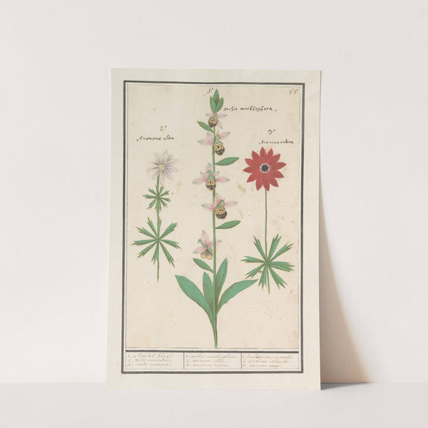 Weidehommelophrys (Ophrys bombyliflora) en anemonen (Anemone) (1596-1610) by Anselmus Boëtius de Boodt