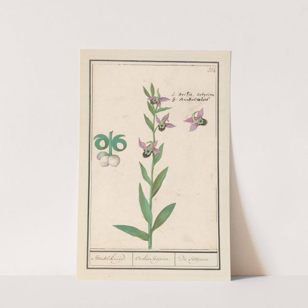 Weidehommelophrys (Ophrys bombyliflora) Standel kruijd. Orchis Satijrion. Du Satijrion. (1596-1610) by Anselmus Boëtius de Boodt