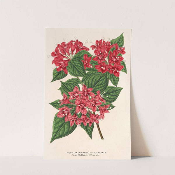 Weigelia Middendorffiana, var. purpurata by Charles Antoine Lemaire