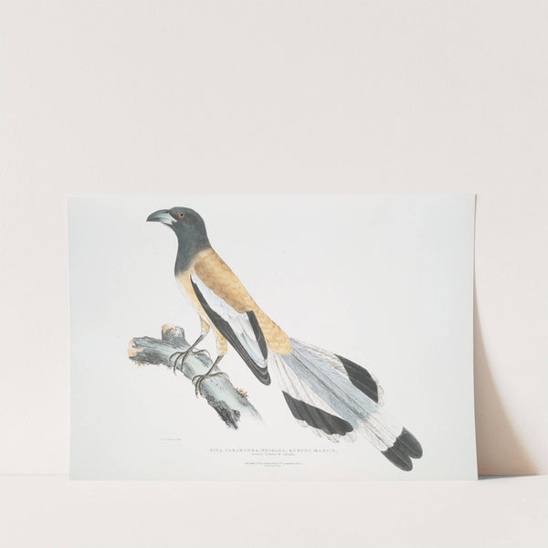 Weigler, Rufons Magpie, Pica Vagabunga. Natives of Calcutta. by John Edward Gray