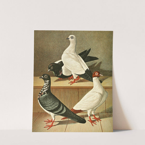 Weiner Flachstirnige Langschnabel-Tümmler by Gustav Prütz