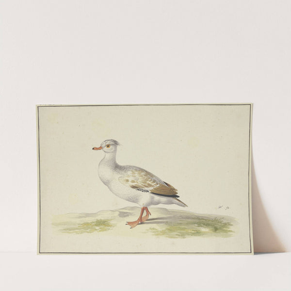 Weiße Ente mit braunen Flügeln, roten Füßen und Schnabel by Pieter Holsteijn