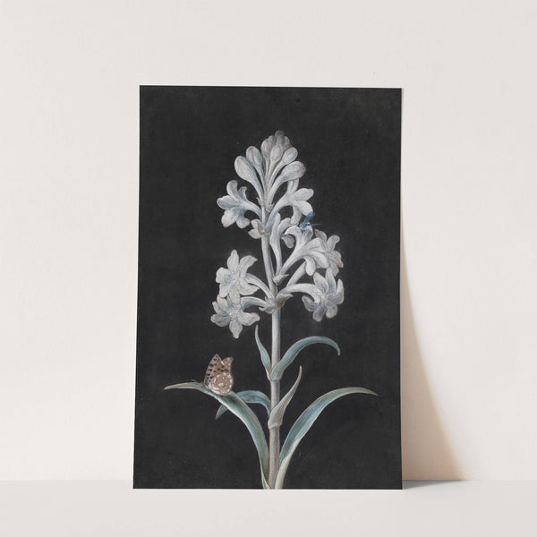 Weiße Hyacinthe by Margaretha Barbara Dietzsch