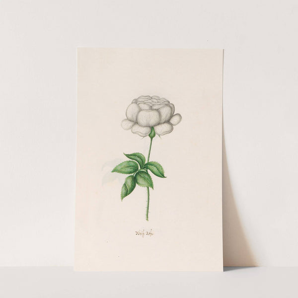 Weise rose (1692) by Magdelena Rosina Funck