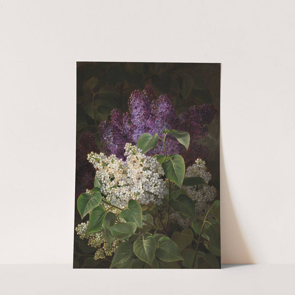 Weißer und violetter Flieder (1845) by Johan Laurentz Jensen