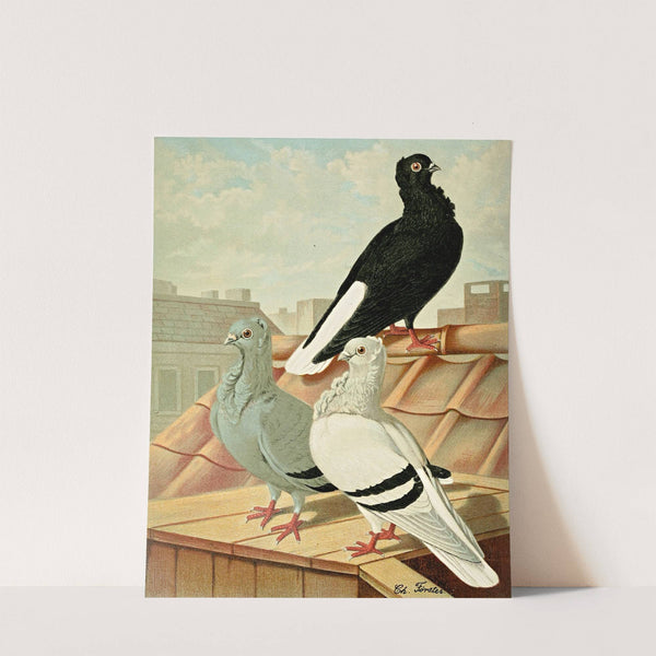 Weissschwänzige Deutsche Mövchen (Sticken) by Gustav Prütz