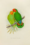 West African Love-Bird (1884-1887)