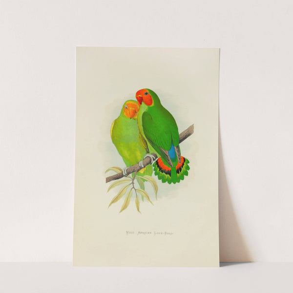 West African Love-Bird (1884-1887) by Alexander Francis Lydon