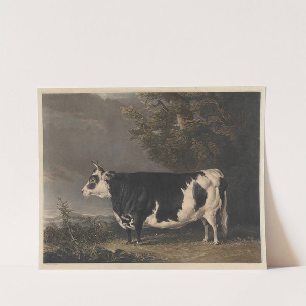 West Highland Heifer Kyloe (1823) by Thomas Bewick