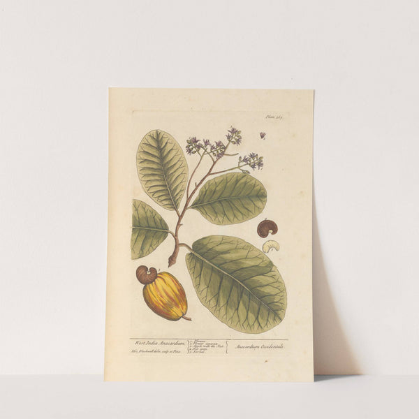 West India anacardium by Elizabeth Blackwell