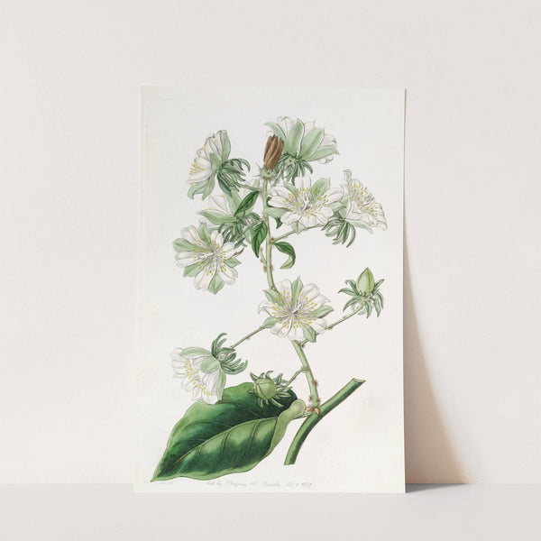 West-Indian Gooseberry (1815-1819) by Sydenham Edwards