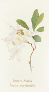 Western Azalea (1915)