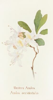 Western Azalea (1915)