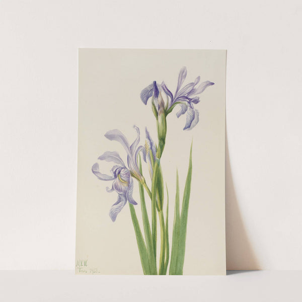 Western Blue Flag (Iris missouriensis) (1933) by Mary Vaux Walcott