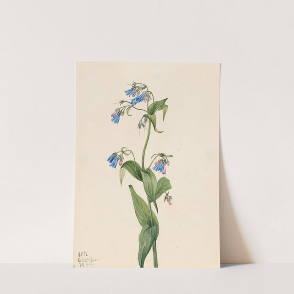 Western Bluebells (Mertensia paniculata) (1920) by Mary Vaux Walcott