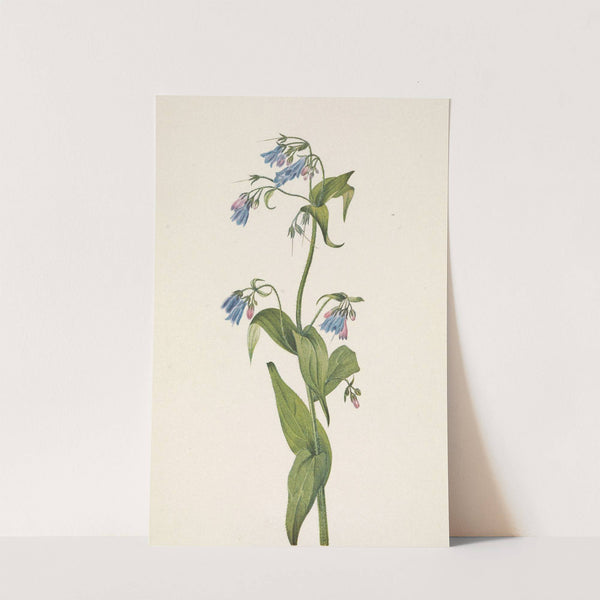 Western Bluebells. Mertensia paniculata (1925) by Mary Vaux Walcott