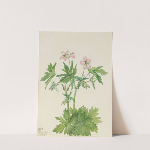 Western Cranesbill (Geranium viscosissimum) (1925) by Mary Vaux Walcott