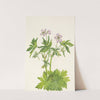 Western Cranesbill. Geranium viscosissimum (1925) by Mary Vaux Walcott