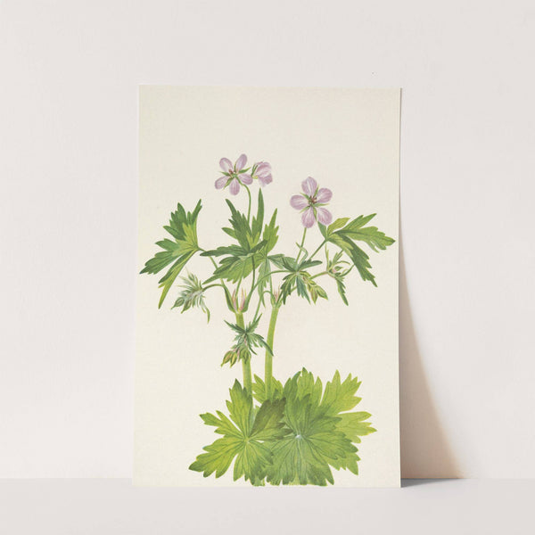 Western Cranesbill. Geranium viscosissimum (1925) by Mary Vaux Walcott
