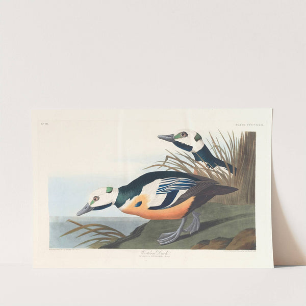 Western duck (1827–1838) by John James Audubon