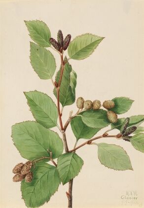 Western Green Alder (Alnus sinuata) (1922)