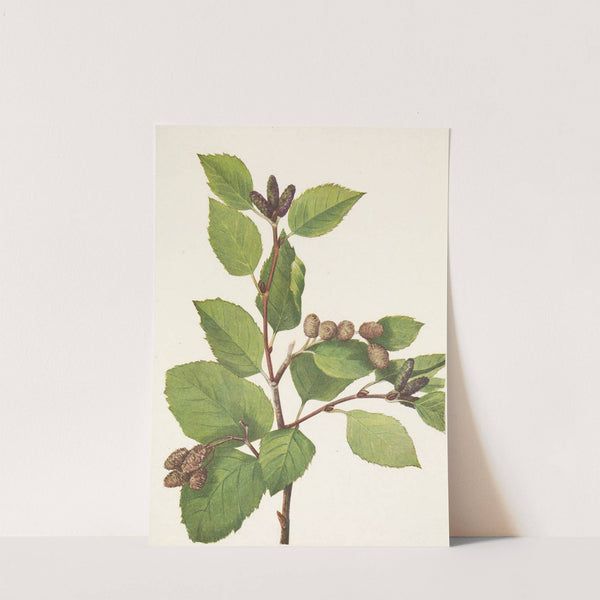 Western Green Alder. Alnus sinuata (1925) by Mary Vaux Walcott