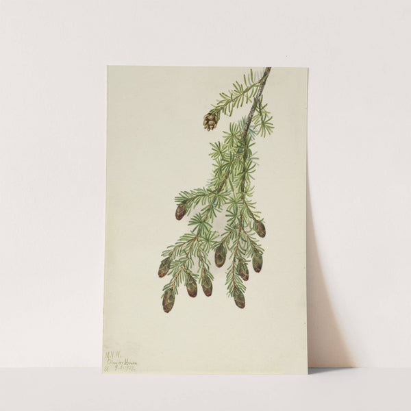 Western Hemlock (Tsuga heterophylla) (1923) by Mary Vaux Walcott