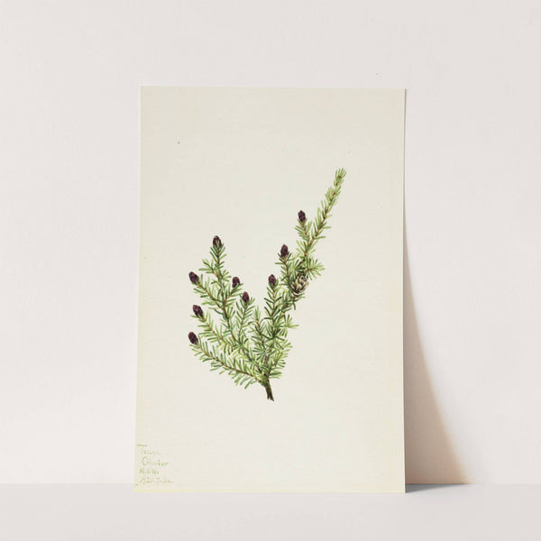 Western Hemlock (Tsuga heterophylla) (1924) by Mary Vaux Walcott