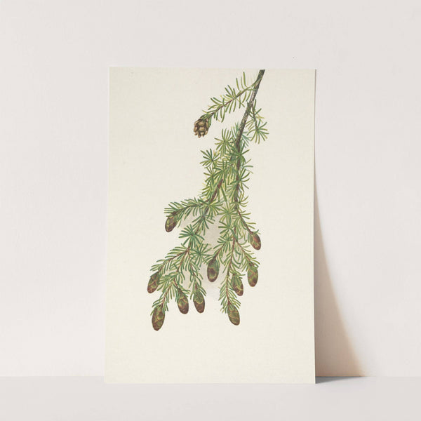 Western Hemlock. Tsuga heterophylla (1925) by Mary Vaux Walcott