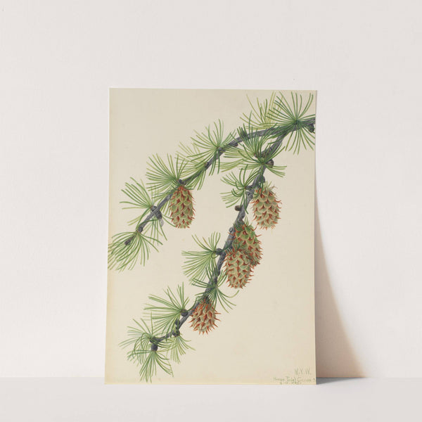 Western Larch (Larix occidentalis) (1923) by Mary Vaux Walcott