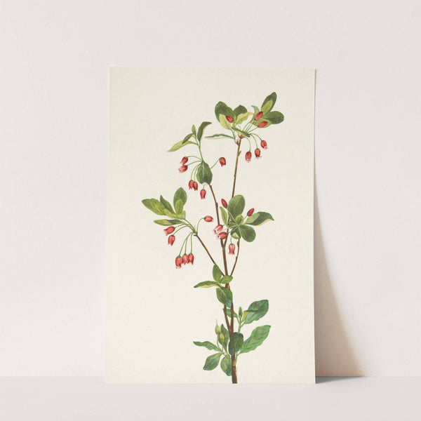 Western Menziesia. Mendesia glabella (1925) by Mary Vaux Walcott