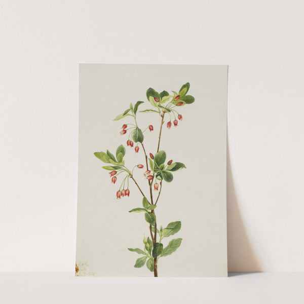 Western Menziesia (Menziesia glabella) (1924) by Mary Vaux Walcott