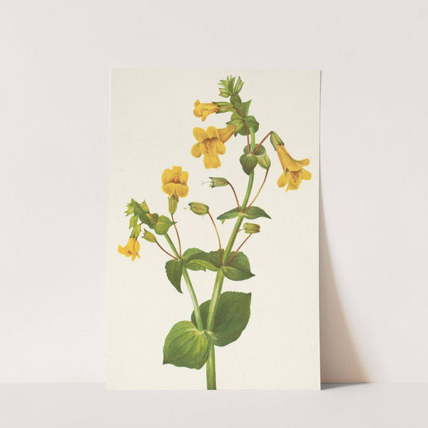 Western Monkeyflower. Mimulus guttatus (1925) by Mary Vaux Walcott