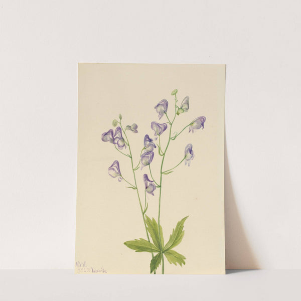 Western Monkshood (Aconitum columbianum) (1933) by Mary Vaux Walcott