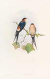Western Mosque-Swallow