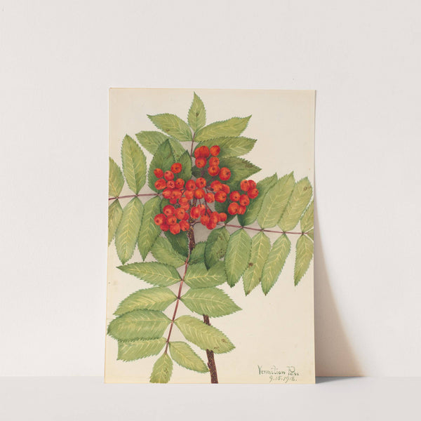 Western Mountain Ash (Sorbus sambucifolia) (1918) by Mary Vaux Walcott