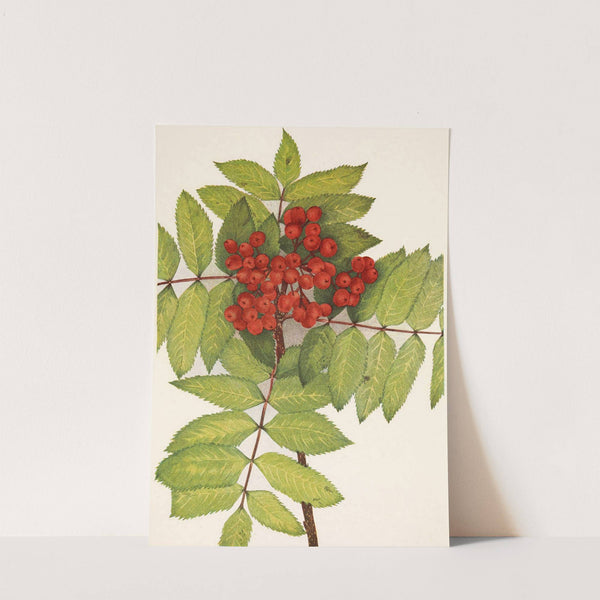 Western Mountain-ash. Sorbus sambucifolia (1925) by Mary Vaux Walcott