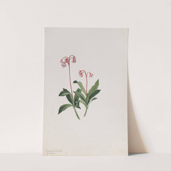 Western Pipsissewa (Chimaphila umbellata) (1902) by Mary Vaux Walcott