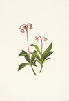 Western Pipsissewa. Chimaphila umbellata var. occidentalis (1925)