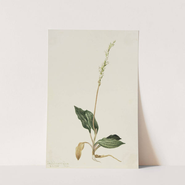 Western Rattlesnake Plantain (Peranium decipiens) (1905) by Mary Vaux Walcott