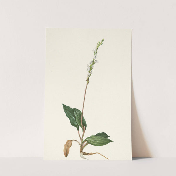 Western Rattlesnakeplantain. Peramium decipiens (1925) by Mary Vaux Walcott