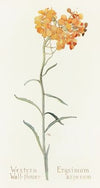 Western Wallflower