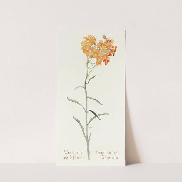 Western Wallflower by Margaret Armstrong